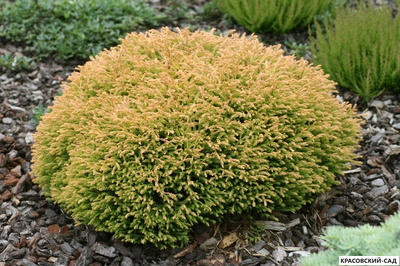 Туя Голден Таффет - Golden Tuffet