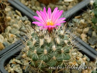 Turbinicarpus laui PP 219 - 5 семян