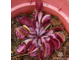 Dionaea muscipula Akai Ryu