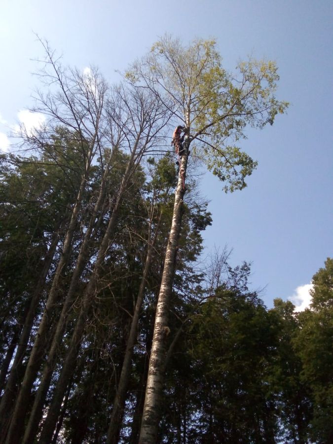 Удаление деревьев на кладбище д. Новое Село 