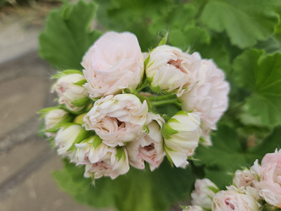 Пеларгония Xiao-Yao - Белые Розы