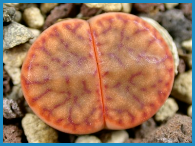 Lithops bromfieldii С 348