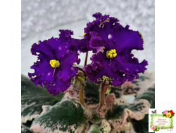 МТ-Моя Вселенная (М. Тотиева) 2023 г.