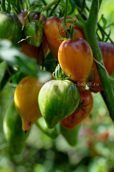 Томат Сладкая Карамель Софии, 10 шт