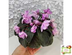 Pink Tulip Gold (японская селекция)