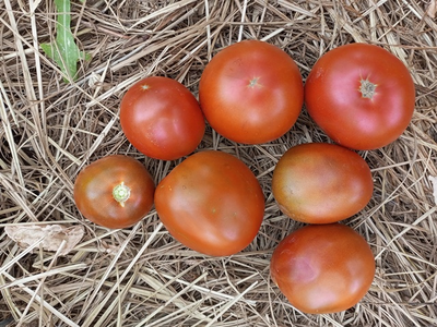 Томат Черный принц