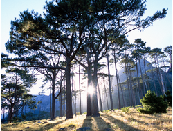 Купить греющую картину с фото солнце сквозь дерево