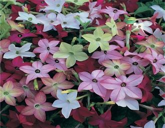 Табак NICOTIANA Avalon Mixed