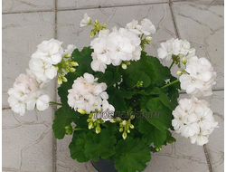 Пеларгония Willowbrook