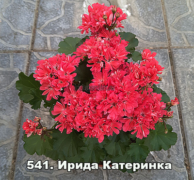 Пеларгония Ирида Катеринка