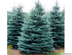 Голубая Ель - Blue spruce
