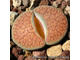 Lithops verruculosa 'inae' C157 - 5 семян