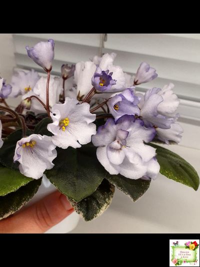 Rob&#039;s Pewter Bells (R. Robinson) 07/06/1992