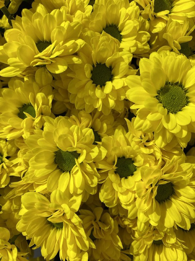 Сантини 25 шт