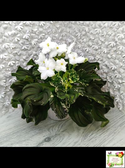 LV-Девятый Вал (Л. Шевелева) 2024 г. трейлер (пестролистный клакамас)