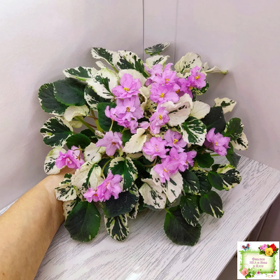 Cherokee Trail (L. Ray) трейлер (пасынок сорт посажен 06.10.25)