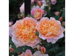 Зе Импрессионист