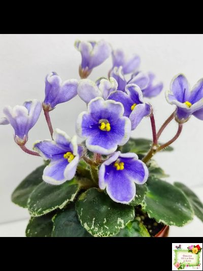 Н-Лесной Родник (Н. Бердникова) 2015 (детка-стартер)