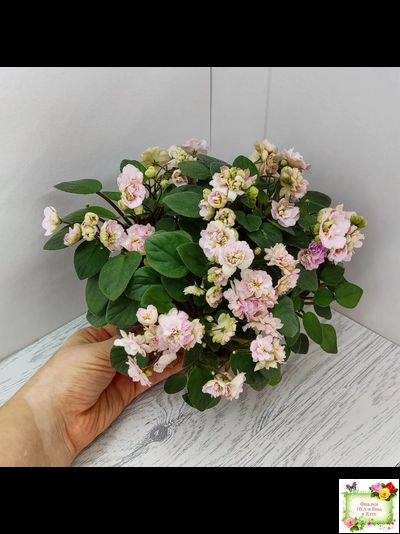 Pink Mint (S.Sorano) трейлер
