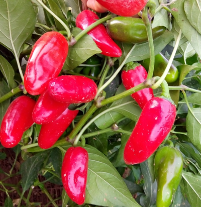 Перец острый Халапеньо ранний (Jalapeno Early)