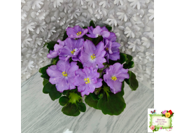 АВ-Девочка с Севера (Фиалковод) 2021 г.