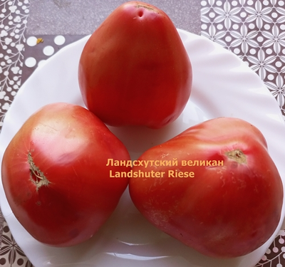 Томат Ландсхутский великан (Landshuter Riese, Германия)