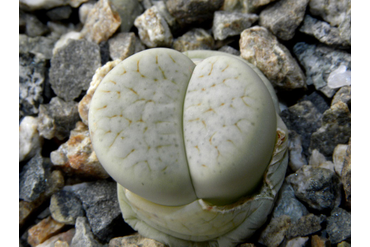 Lithops pseudotruncatella ssp. archerae С306
