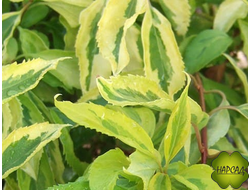 ФОРЗИЦИЯ "ГОЛДЕН ТАЙМ" (яркий акцент весь сезон!)