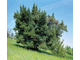 Лавр (Laurus nobilis) молодые листья (10 мл) - 100% натуральное эфирное масло
