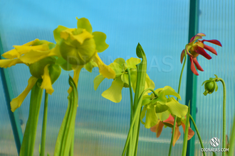 Семена Sarracenia Leucophylla red stripe throat