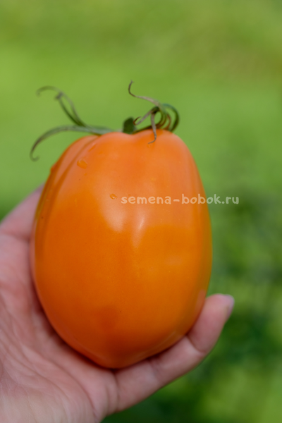 Томат Минусинские Стаканы Оранжевые, 10 шт
