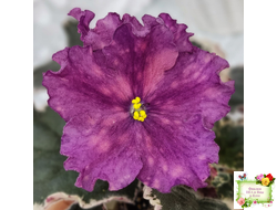 ВаТ-Калейдоскоп (Т. Валькова) 2015 г.