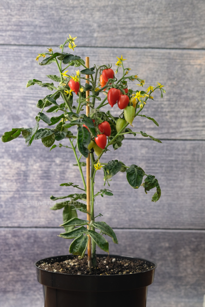 Томат LITTLE HEARTBREAKER (Маленький сердцеед), 10 шт