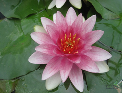 Нимфея Миссис Ричмонд