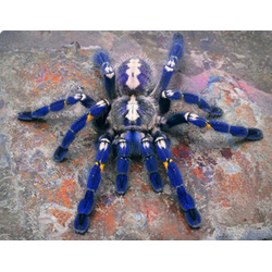 Poecilotheria metallica