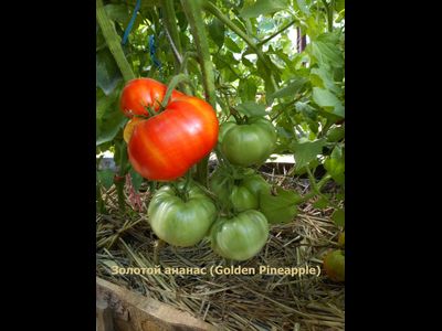 Томат Золотой ананас (Golden Pineapple)