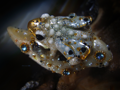 Мини-брошь с жемчугом и крылатой лягушкой "Царская бабочка, Дивная Зоренька"