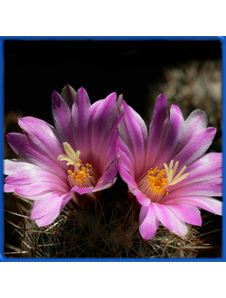 Coryphantha hesteri SB 430