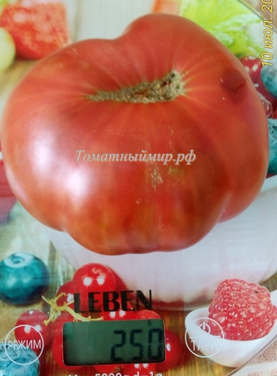 Особенности выращивания томатов Черный как уголь