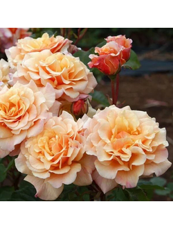 Карамела(Caramella)