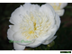 Paeonia Bride&#039;s Dream