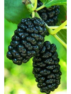 Шелковица черная Нигра