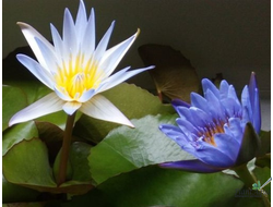 Растения для пруда