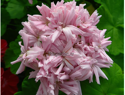 Пеларгония Mrs. Salter Bevis