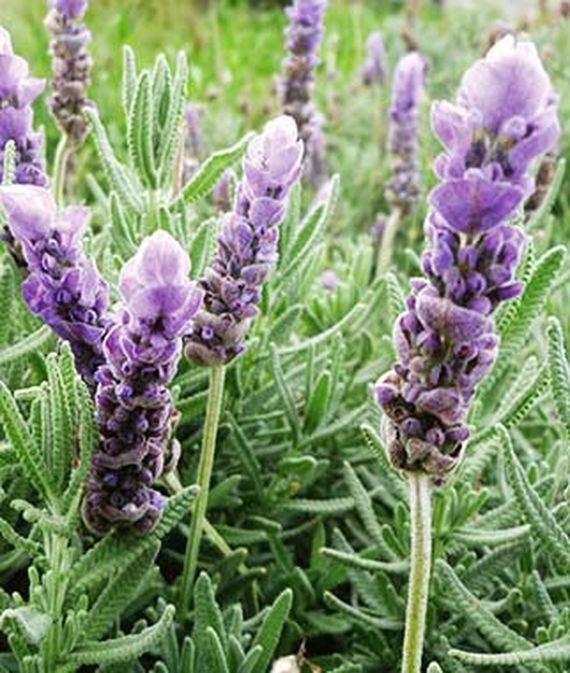 Lavandula dentata