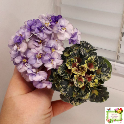 Heavenly Girl (Хевенли Гел), H.Pittman (пестролистный гёрл)