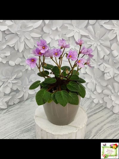 Frosted Fantasy (C.Sotkiewicz) трейлер