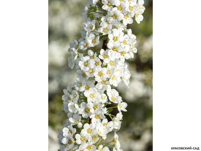 Спирея серая Грефшейм - купить на сайте красовсий-сад.рф