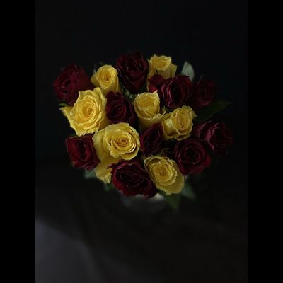 Роза Кения 15 шт