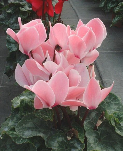 "Лепесток цикламена" силиконовый молд  (вайнер)